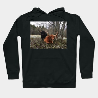 Scottish Highland Cattle Bull and Cow 2143 Hoodie